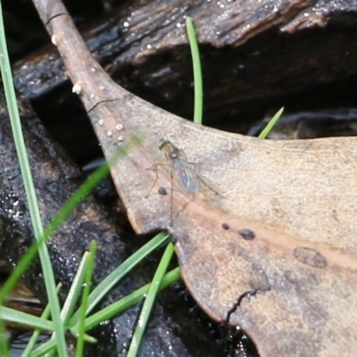 Austrosciapus sp. (genus) (Long-legged fly) at Wodonga, VIC - 5 Sep 2021 by Kyliegw