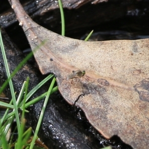 Austrosciapus sp. (genus) at Wodonga, VIC - 5 Sep 2021 10:29 AM