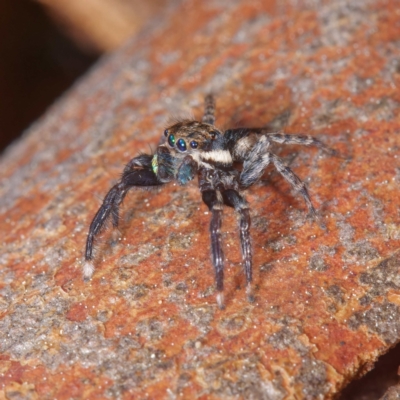 Jotus auripes (Jumping spider) at Kaleen, ACT - 5 Sep 2021 by DPRees125
