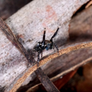 Jotus auripes at Kaleen, ACT - 5 Sep 2021 02:57 PM