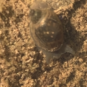 Austropeplea sp. (genus) at Murrumbateman, NSW - 6 Sep 2021