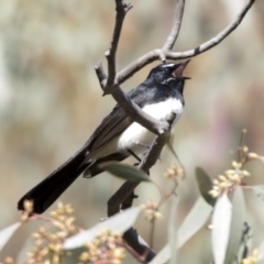 Rhipidura leucophrys (Willie Wagtail) at Hawker, ACT - 5 Sep 2021 by AlisonMilton