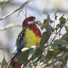 Platycercus eximius (Eastern Rosella) at Hawker, ACT - 5 Sep 2021 by AlisonMilton