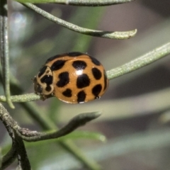 Harmonia conformis (Common Spotted Ladybird) at Hawker, ACT - 6 Sep 2021 by AlisonMilton