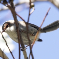 Malurus cyaneus (Superb Fairywren) at Hawker, ACT - 6 Sep 2021 by AlisonMilton