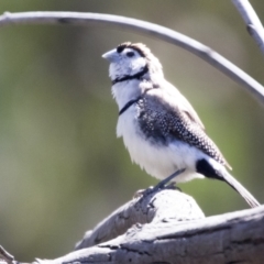 Stizoptera bichenovii (Double-barred Finch) at Hawker, ACT - 6 Sep 2021 by AlisonMilton