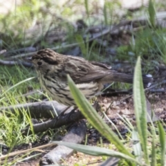 Pyrrholaemus sagittatus (Speckled Warbler) at Hawker, ACT - 6 Sep 2021 by AlisonMilton