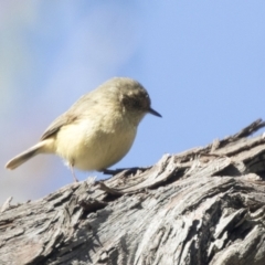 Acanthiza reguloides (Buff-rumped Thornbill) at The Pinnacle - 6 Sep 2021 by AlisonMilton