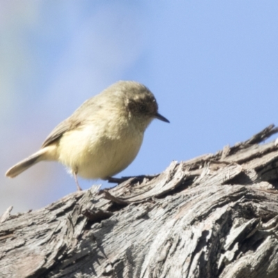 Acanthiza reguloides (Buff-rumped Thornbill) at Hawker, ACT - 6 Sep 2021 by AlisonMilton