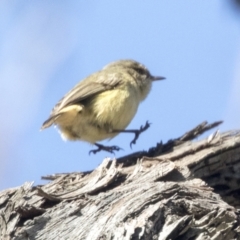 Acanthiza reguloides at Hawker, ACT - 6 Sep 2021