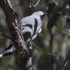 Coracina novaehollandiae (Black-faced Cuckooshrike) at The Pinnacle - 6 Sep 2021 by AlisonMilton