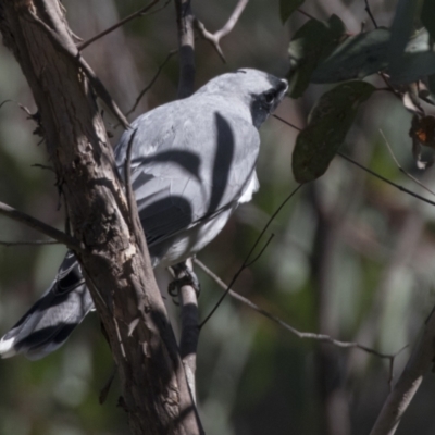 Coracina novaehollandiae (Black-faced Cuckooshrike) at Hawker, ACT - 6 Sep 2021 by AlisonMilton