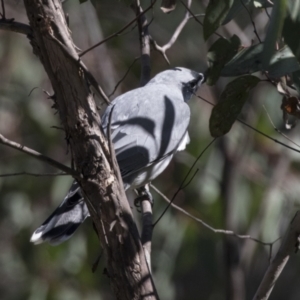 Coracina novaehollandiae at Hawker, ACT - 6 Sep 2021