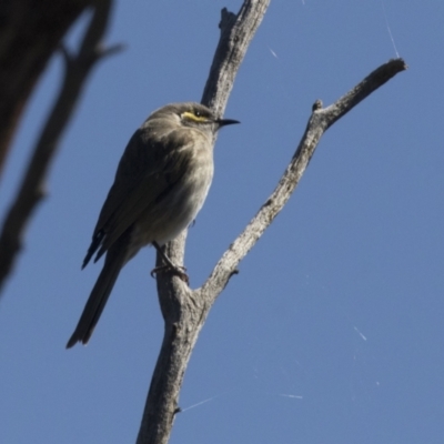 Caligavis chrysops (Yellow-faced Honeyeater) at The Pinnacle - 6 Sep 2021 by AlisonMilton