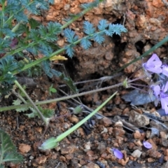 Erodium cicutarium (Common Storksbill, Common Crowfoot) at Tuggeranong DC, ACT - 6 Sep 2021 by JohnBundock