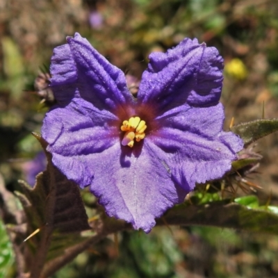 Solanum cinereum (Narrawa Burr) at McQuoids Hill - 6 Sep 2021 by JohnBundock