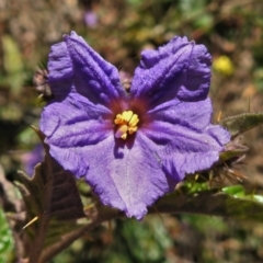 Solanum cinereum (Narrawa Burr) at Mcquoids Hill - 6 Sep 2021 by JohnBundock