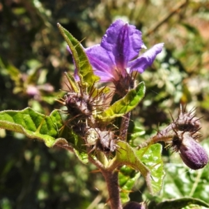 Solanum cinereum at Tuggeranong DC, ACT - 6 Sep 2021