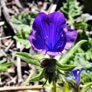 Echium plantagineum at Tuggeranong DC, ACT - 6 Sep 2021