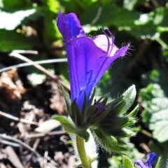 Echium plantagineum at Tuggeranong DC, ACT - 6 Sep 2021