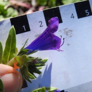 Echium plantagineum at Tuggeranong DC, ACT - 6 Sep 2021 03:03 PM