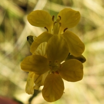 Hirschfeldia incana (Buchan Weed) at McQuoids Hill - 6 Sep 2021 by JohnBundock