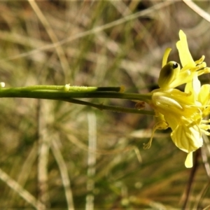 Hirschfeldia incana at Tuggeranong DC, ACT - 6 Sep 2021