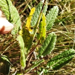 Hirschfeldia incana at Tuggeranong DC, ACT - 6 Sep 2021