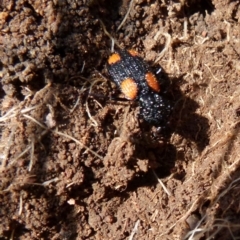 Craspedophorus sp. (genus) (Predaceous ground beetle) at Boro - 1 Sep 2021 by Paul4K
