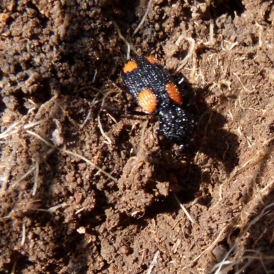 Craspedophorus sp. (genus) (Predaceous ground beetle) at Boro - 1 Sep 2021 by Paul4K