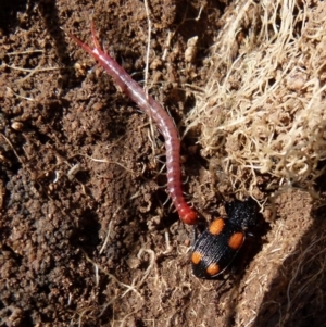 Craspedophorus sp. (genus) at suppressed - 2 Sep 2021