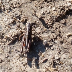 Caledia captiva (grasshopper) at Boro - 2 Sep 2021 by Paul4K