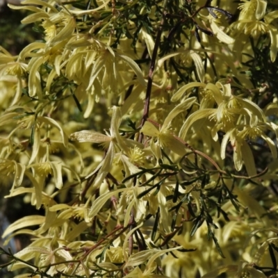 Clematis leptophylla (Small-leaf Clematis, Old Man's Beard) at McQuoids Hill - 6 Sep 2021 by JohnBundock