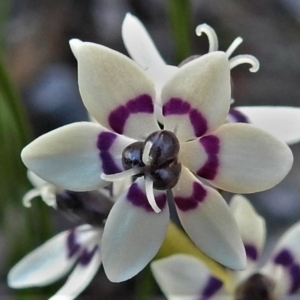 Wurmbea dioica subsp. dioica at Kambah, ACT - 6 Sep 2021 04:14 PM