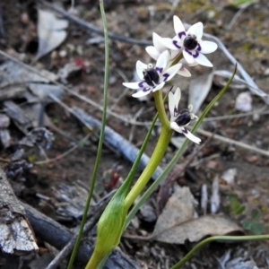 Wurmbea dioica subsp. dioica at Kambah, ACT - 6 Sep 2021 04:14 PM