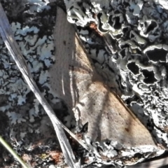 Epicyme rubropunctaria (Red-spotted Delicate) at McQuoids Hill - 6 Sep 2021 by JohnBundock