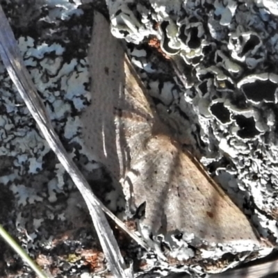 Epicyme rubropunctaria (Red-spotted Delicate) at McQuoids Hill - 6 Sep 2021 by JohnBundock