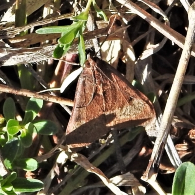 Uresiphita ornithopteralis (Tree Lucerne Moth) at McQuoids Hill - 6 Sep 2021 by JohnBundock