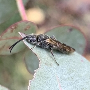 Tiphiidae (family) at Murrumbateman, NSW - 6 Sep 2021