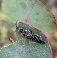 Tiphiidae (family) at Murrumbateman, NSW - 6 Sep 2021