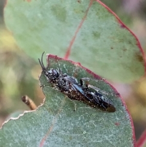 Tiphiidae sp. (family) at Murrumbateman, NSW - 6 Sep 2021