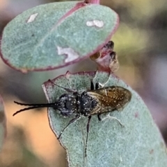 Tiphiidae sp. (family) at Murrumbateman, NSW - 6 Sep 2021
