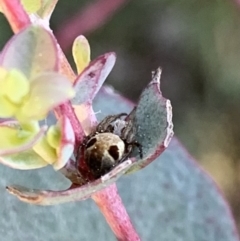 Unidentified Other web-building spider at Murrumbateman, NSW - 6 Sep 2021 by SimoneC