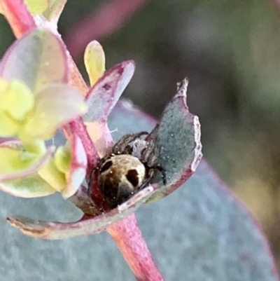 Araneae (order) at Murrumbateman, NSW - 6 Sep 2021 by SimoneC