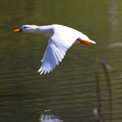 Anas platyrhynchos (Mallard (Domestic Type)) at Bonython, ACT - 6 Sep 2021 by RodDeb