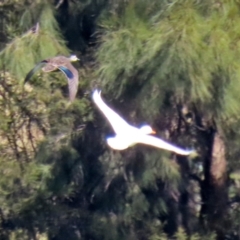 Anas platyrhynchos at Bonython, ACT - 6 Sep 2021 12:25 PM