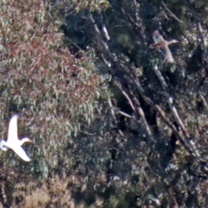 Anas platyrhynchos at Bonython, ACT - 6 Sep 2021 12:25 PM