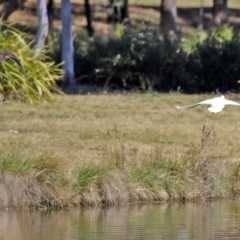 Anas platyrhynchos at Bonython, ACT - 6 Sep 2021 12:25 PM