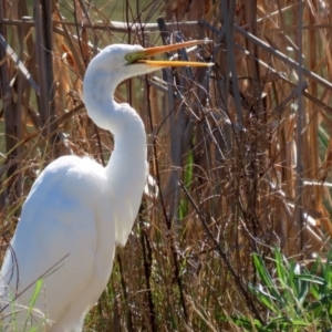 Ardea alba at Bonython, ACT - 6 Sep 2021 12:33 PM