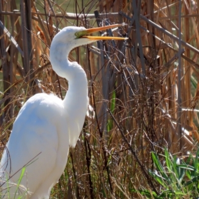 Ardea alba (Great Egret) at Stranger Pond - 6 Sep 2021 by RodDeb